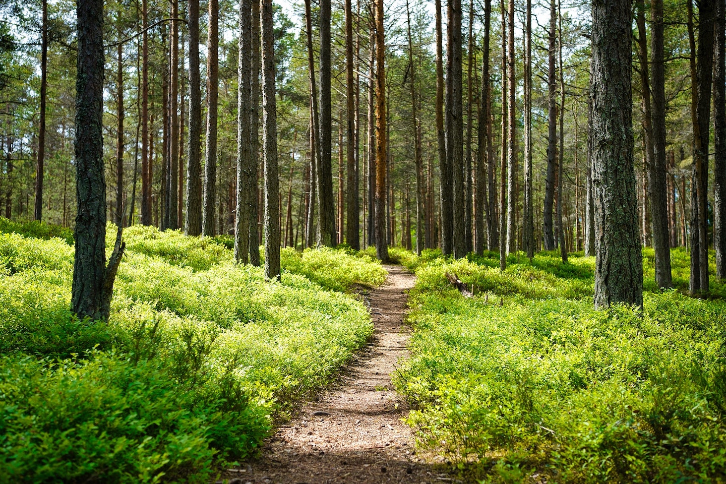 forest-path